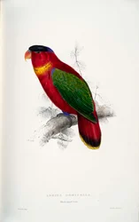 Lorius domicella